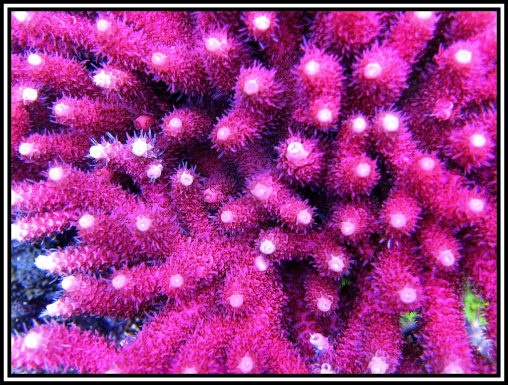 photos de poissons et coraux  - Page 6 Photo_35