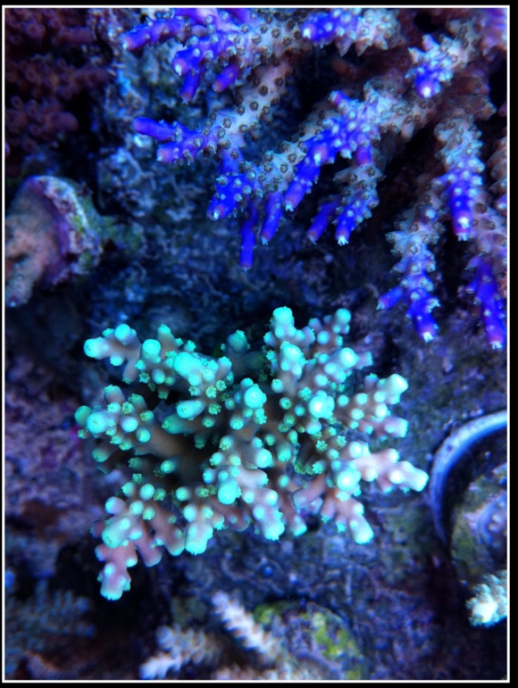 photos de poissons et coraux  - Page 6 Photos13
