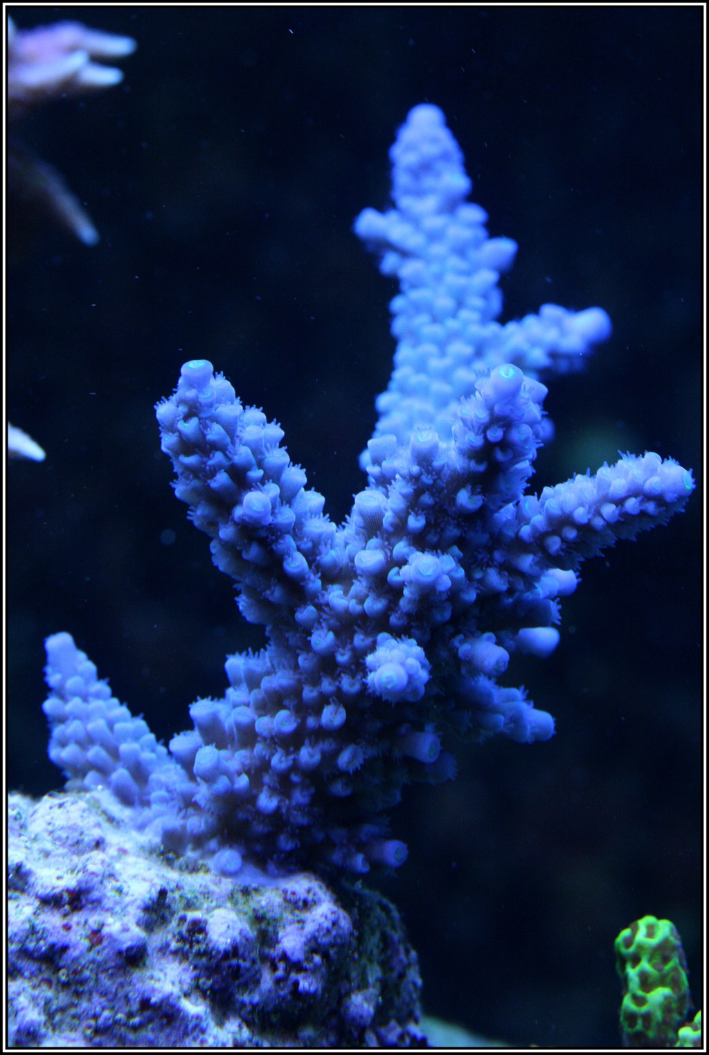 photos de poissons et coraux  - Page 2 Phottt11
