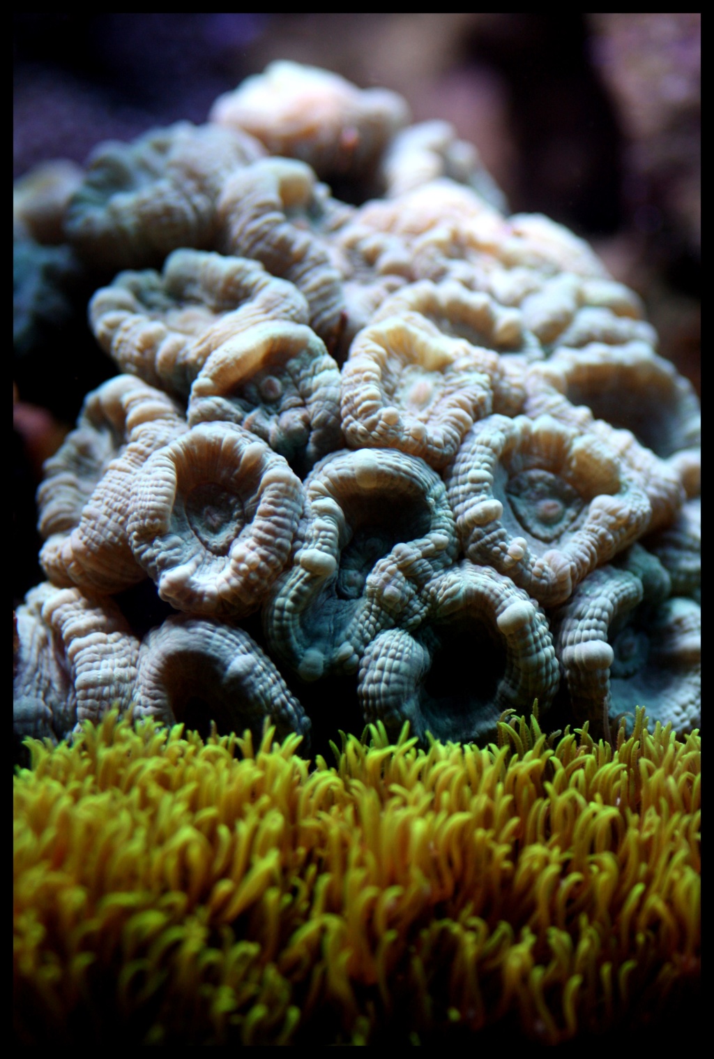 photos de poissons et coraux  - Page 6 Titoph11