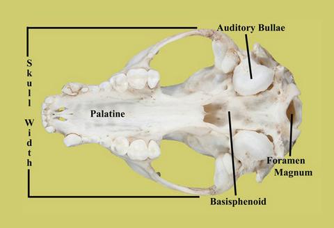 Animal skull found in my yard....WTF is this thing? Edu_ra10