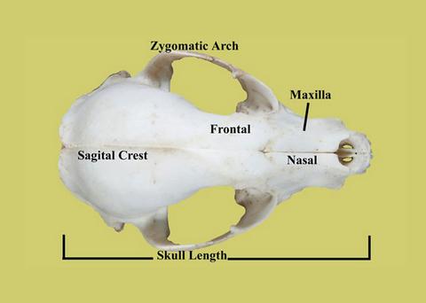 Animal skull found in my yard....WTF is this thing? Edu_ra12