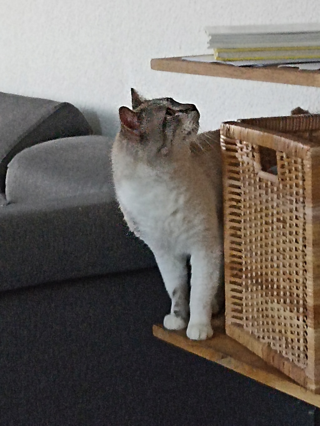 LYNX - chat mâle, né environ en février 2015 (Carmina) -adopté par Erika (68) Img_2014