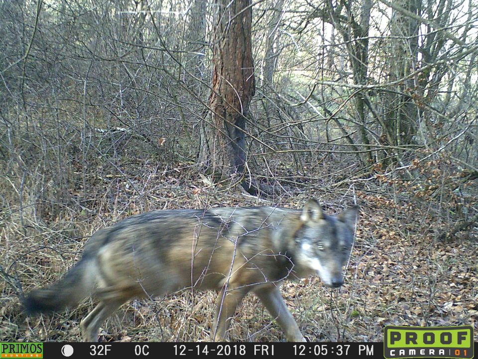 Ca y est les loups sont là - Page 33 15477310