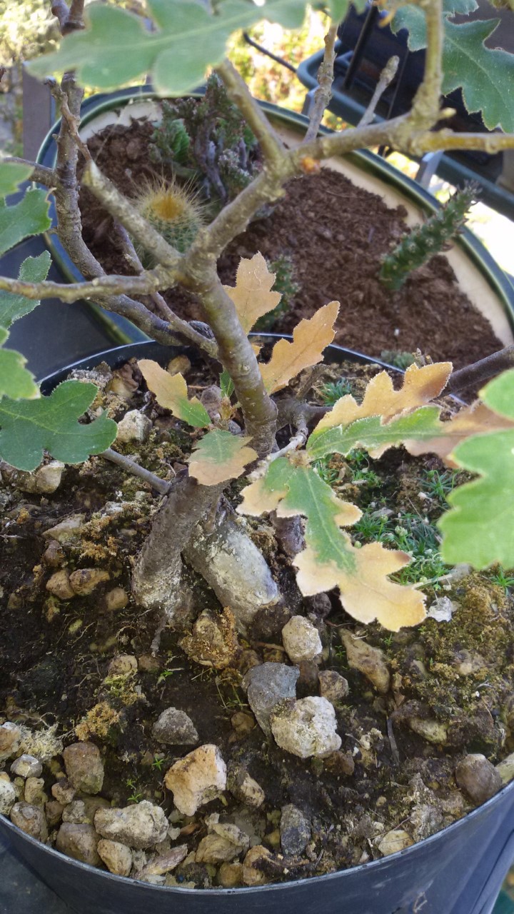 foglie quercia che si stanno seccando Thumbn11