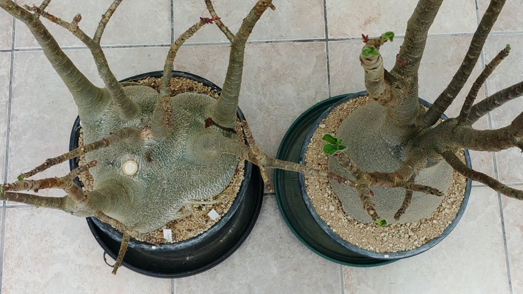 Adenium arabicum - Page 15 20210417