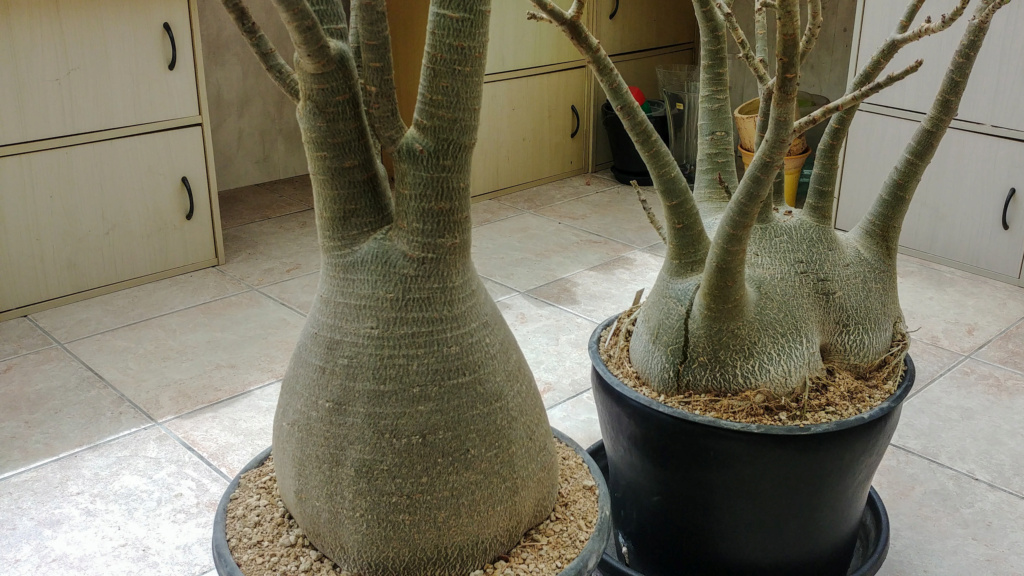 Adenium arabicum - Page 15 20210418