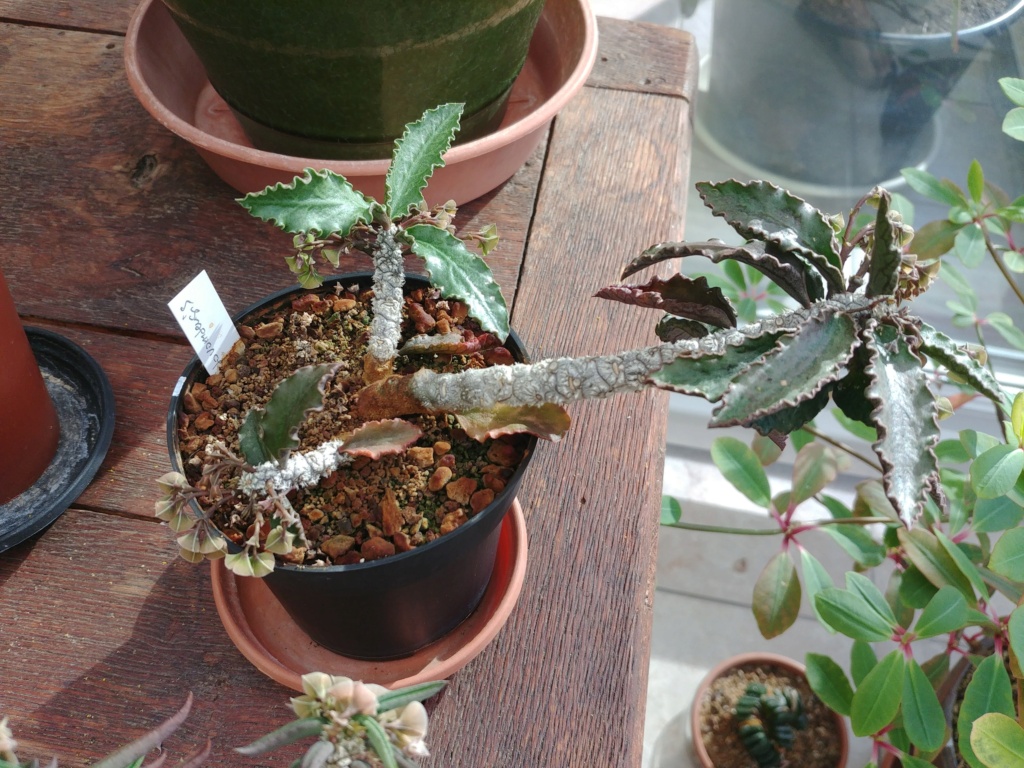 euphorbia ambovombensis - Page 3 20210913