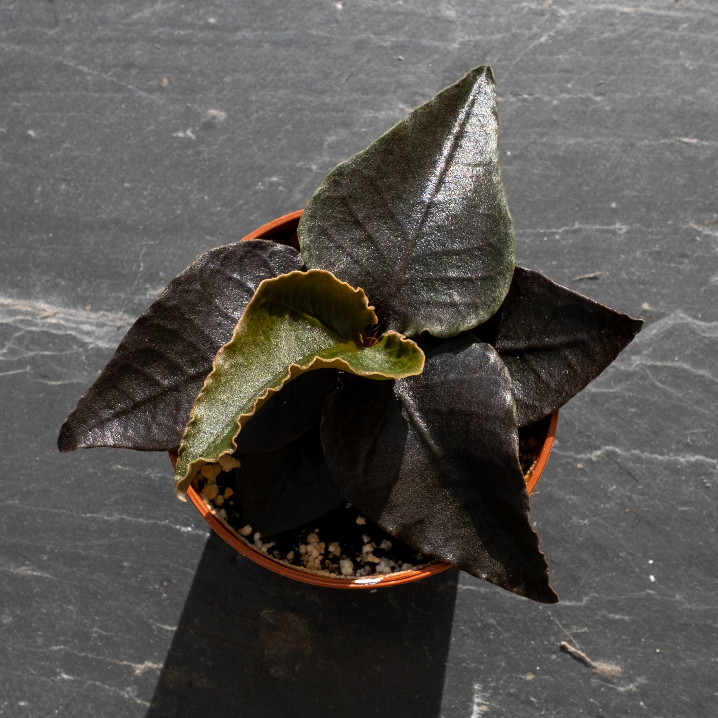 Euphorbia francoisii - Page 27 _dsf0820