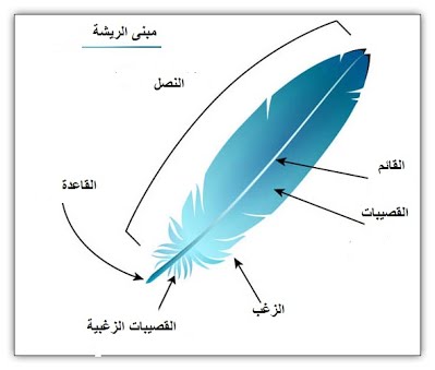 التنمر أو نتف الريش (le Picage)  Feathe10