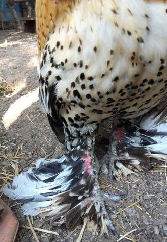 Coq Sabelpoot Avec Pattes A Vif Coq Sabelpoot Avec Pattes A Vif