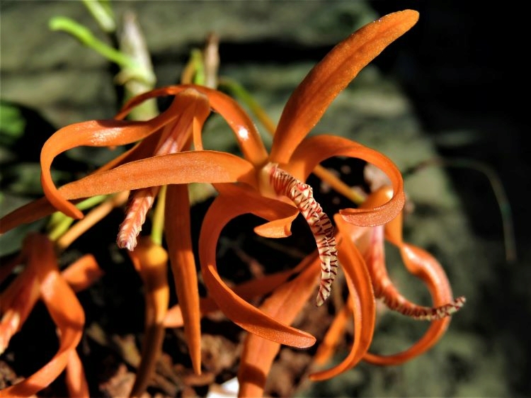 Dendrobium lamyaiae Dendro17