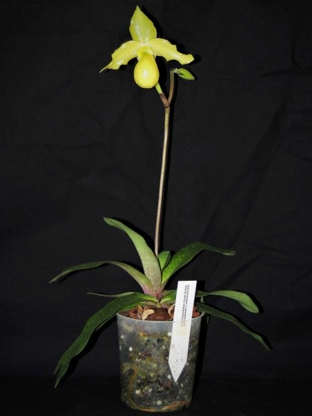 Paphiopedilum Gold Dollar Dscn8110