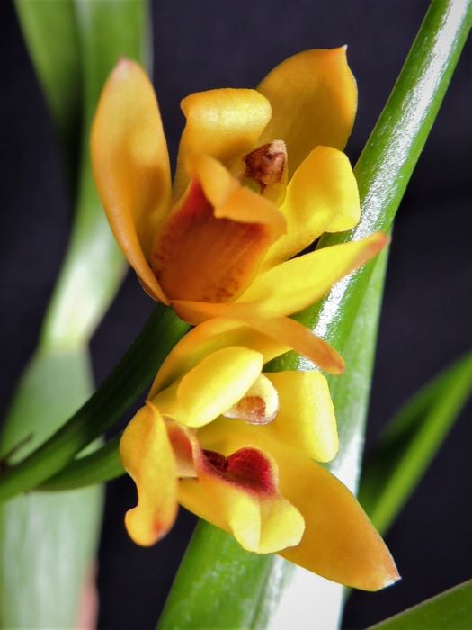 Maxillaria variabilis Maxill11