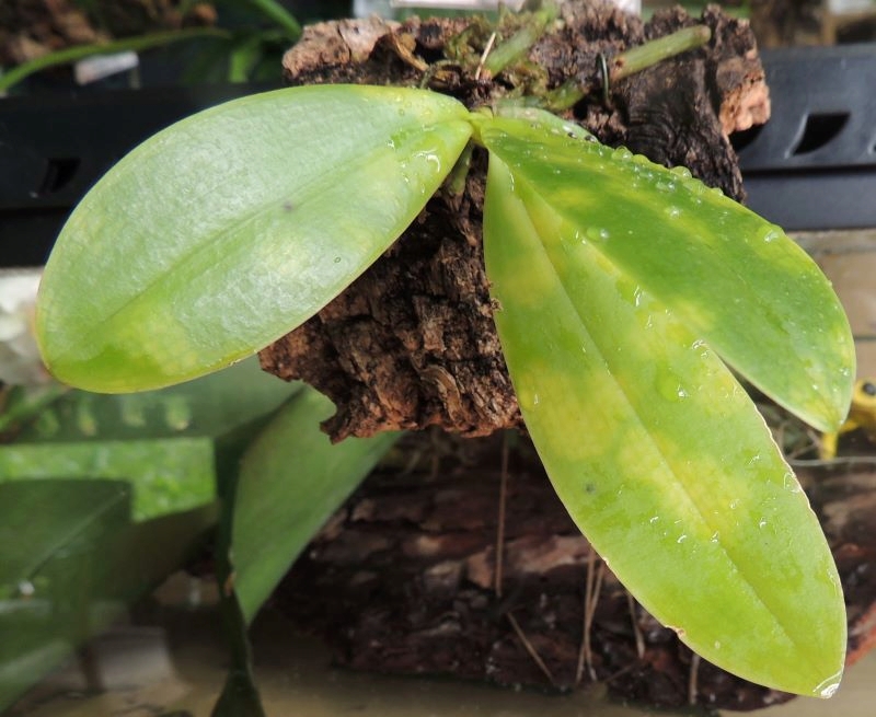 Problème Phalaenopsis cornu cerci x Speciosa Phalae12