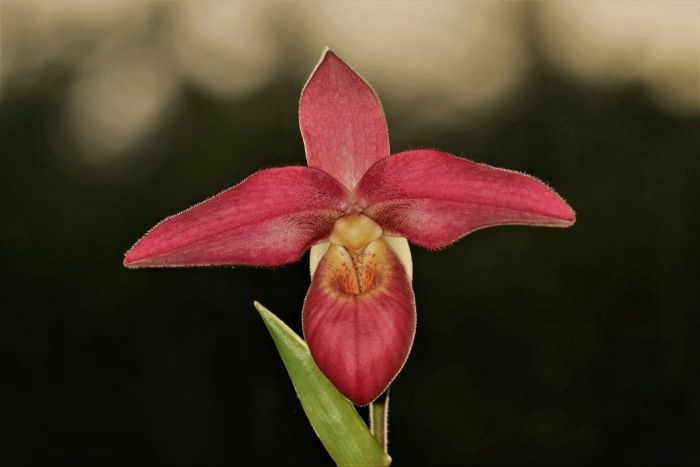 Phragmipedium Andean Fire Phragm38