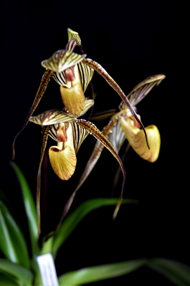 Paphiopedilum saint-swithin St_swi10