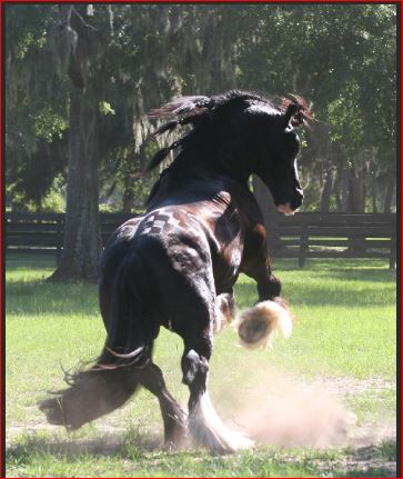 Cheval cabré Cheval10