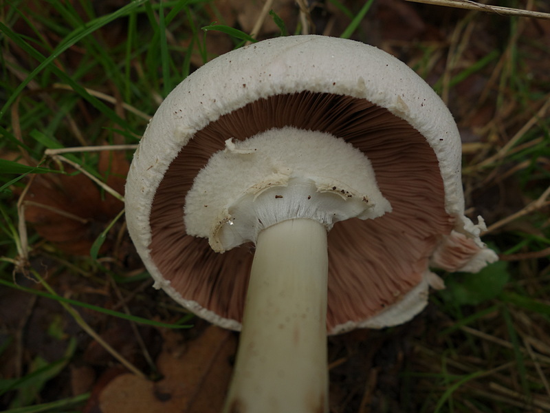 Agaric mystérieux.... 431