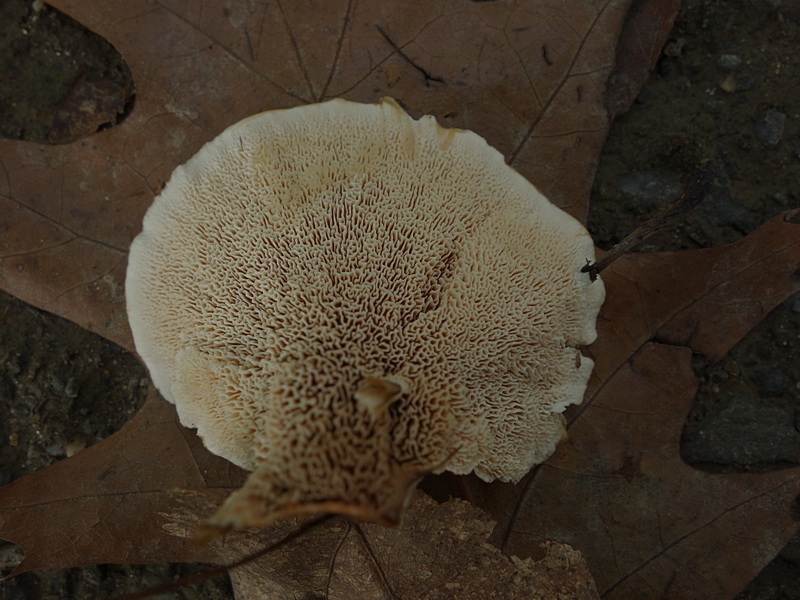 Polypore bisannuel 510