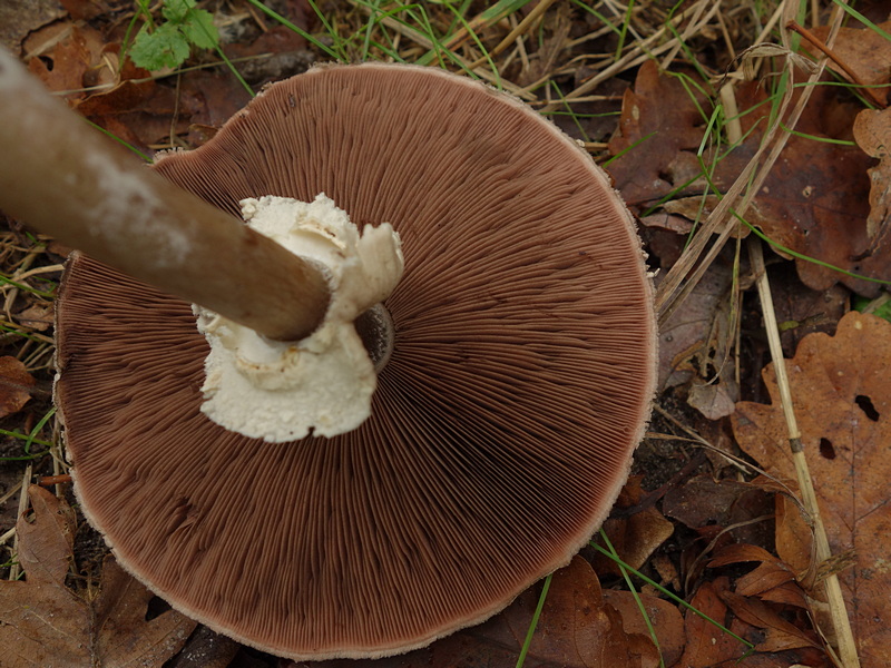 Agaric mystérieux.... 628