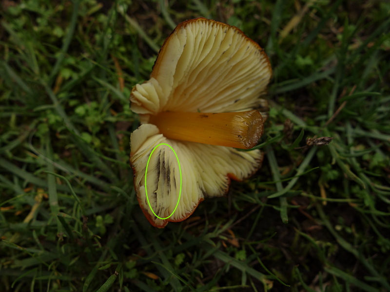 Hygrocybe conica ? Adulte12