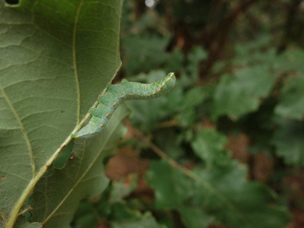 chenille verte sur chêne :  Drymonia querna Chenil10