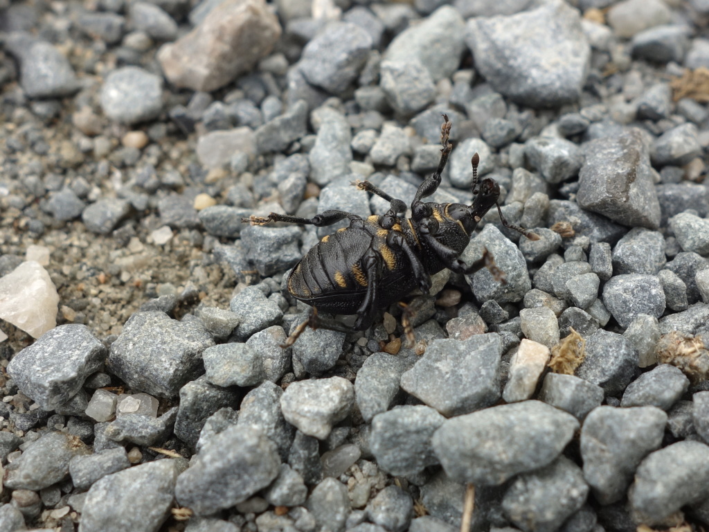 Liparus coronatus ? Dsc00226