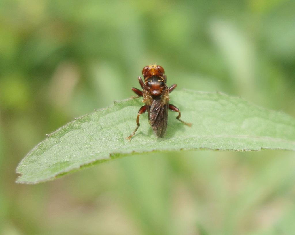 [Sicus sp.] Sicus ? Dsc01317