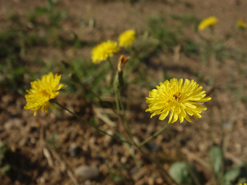 [Crepis sp.] Crépis de Doué-la-fontaine Dsc01319