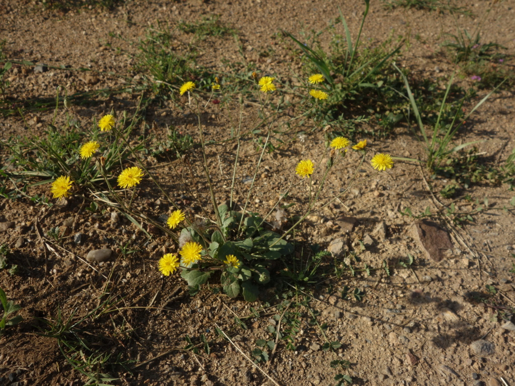 [Crepis sp.] Crépis de Doué-la-fontaine Dsc01321