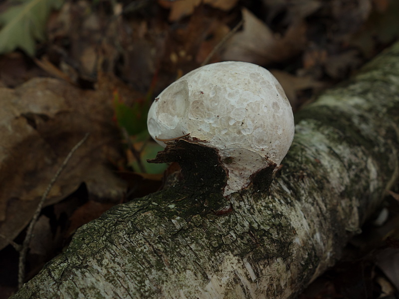 Piptoporus betulinus certainement Dsc01616