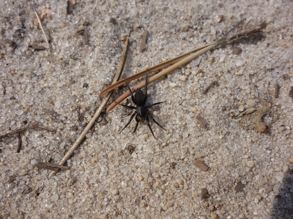 [Gnaphosidae] araignée noire sur le sable... Dsc01712