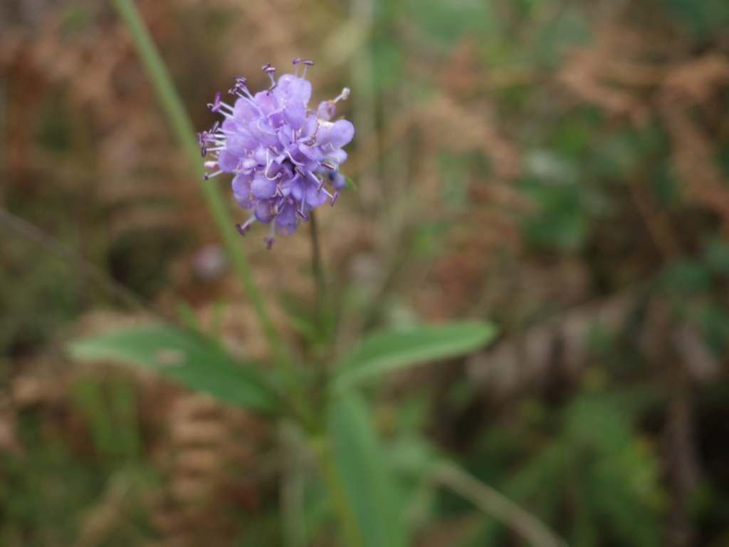 [Succisa pratensis] Succise des près Dsc01814