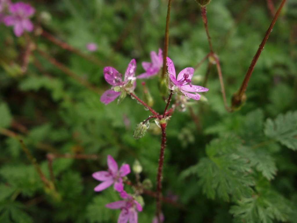 [Erodium cicutarium] Erodium peut-être Dsc01816