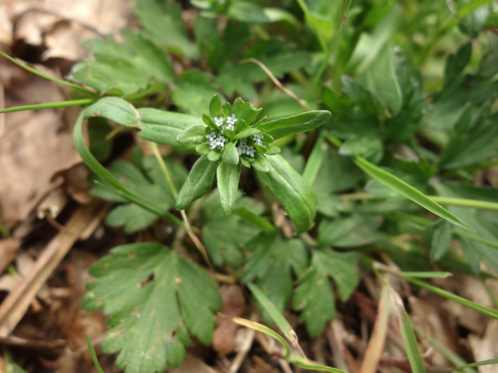 [Valerianella sp.] Plante à très petites fleurs : valérianella Dsc03521