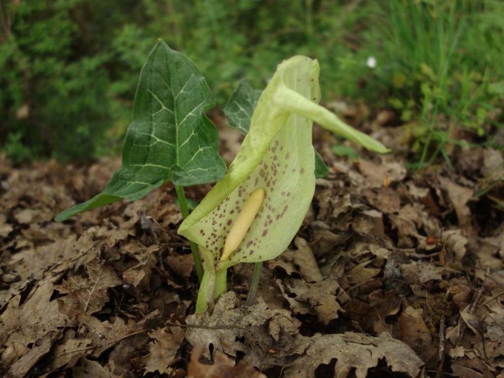 [Arum italicum] Arum...maculatum ? Dsc03715