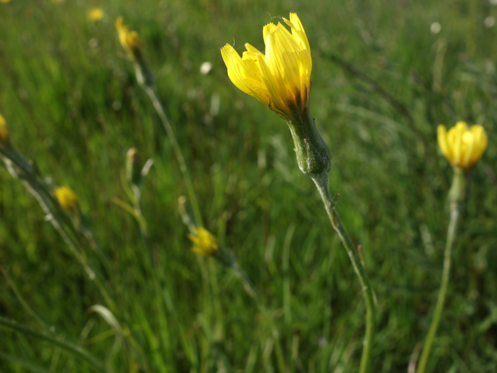 Astéracée [Petite scorsonère (Scorzonera humilis)] Dsc04215