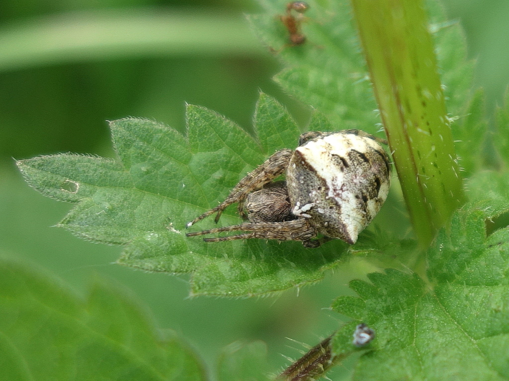 [Gibbaranea bituberculata] Araignée à flèche ... Dsc04429