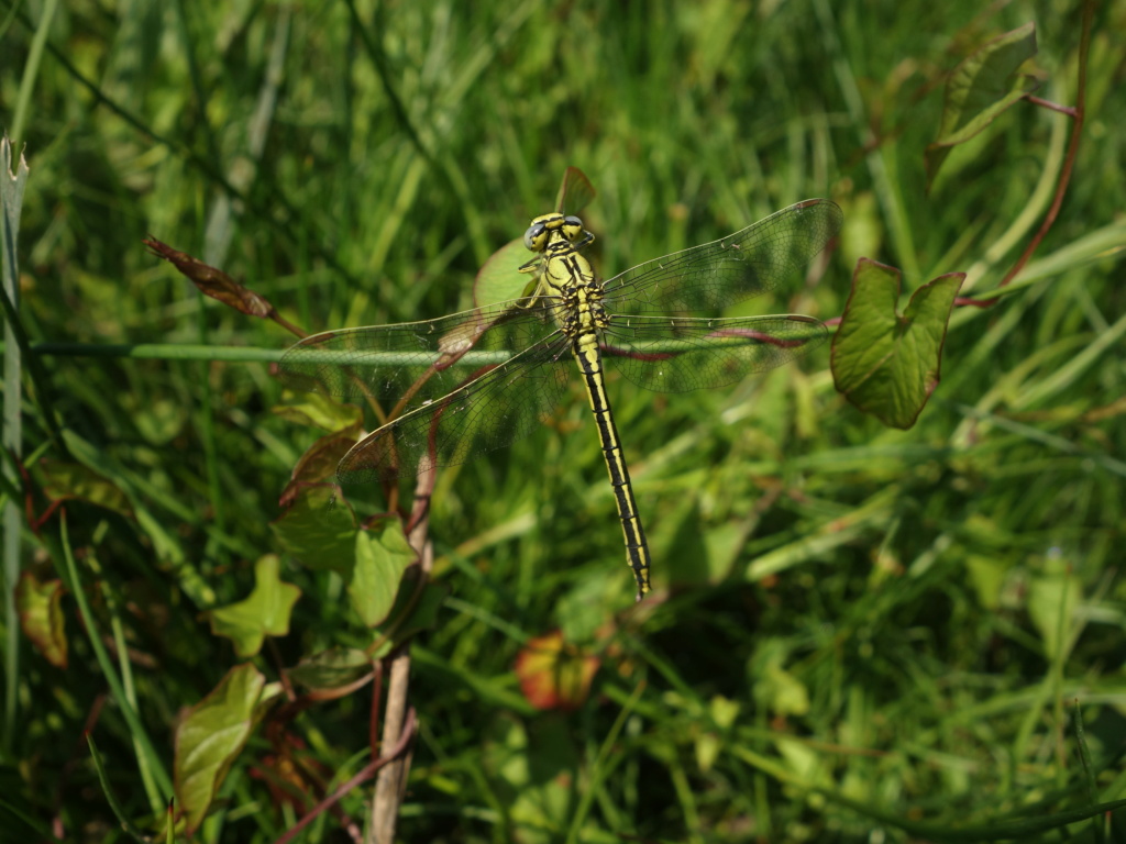 [Gomphus pulchellus] Identification  Dsc04822