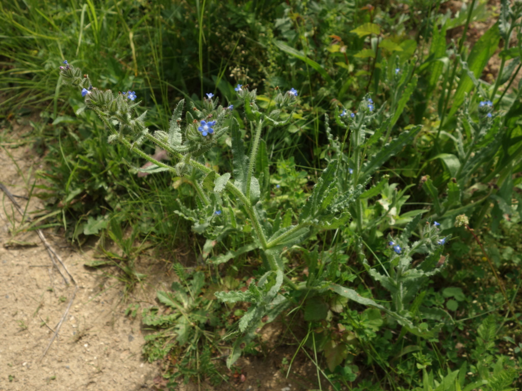  [Lycopsis arvensis]  Bleue, petite, et sur la dune de Plouhinec  Dsc04824