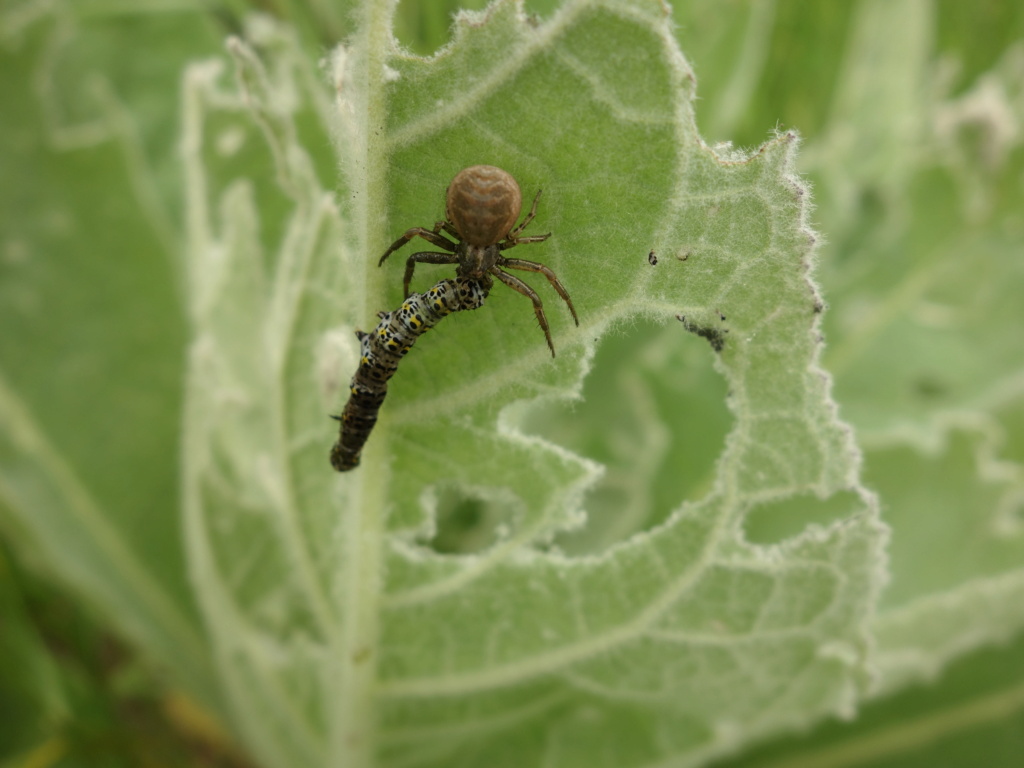 [Xysticus sp.] araignée prédatrice de chenille ! Dsc04911