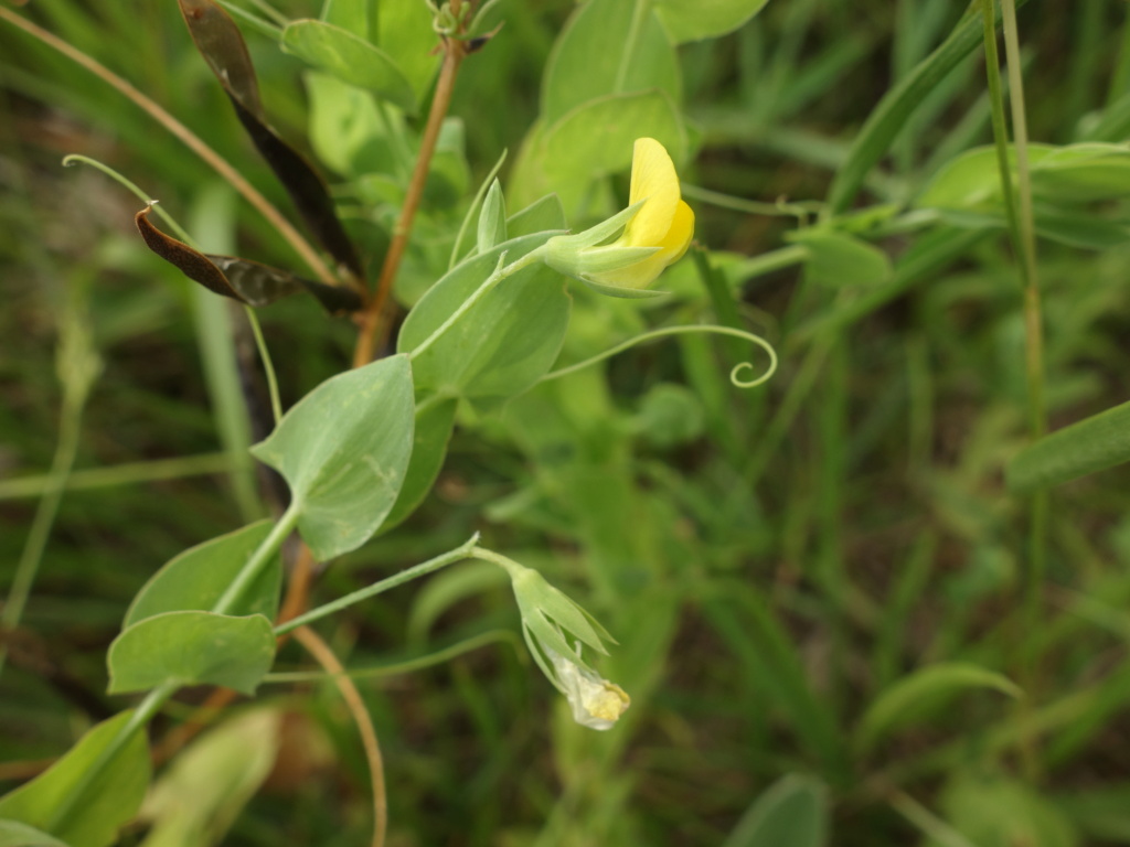  [Lathyrus aphaca] Gesse Dsc05120