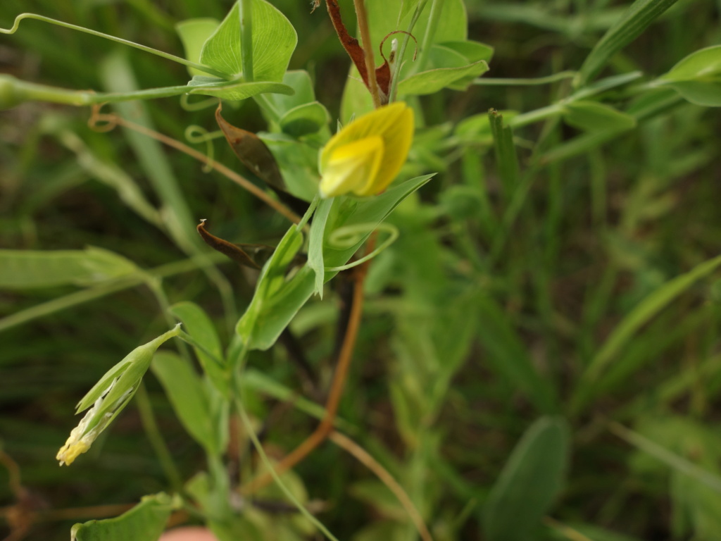  [Lathyrus aphaca] Gesse Dsc05121