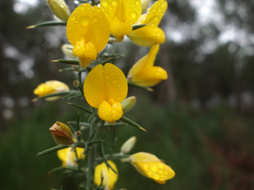 [Ulex europaeus] Quel ajonc à l'étang de Joreau ? Dsc05212