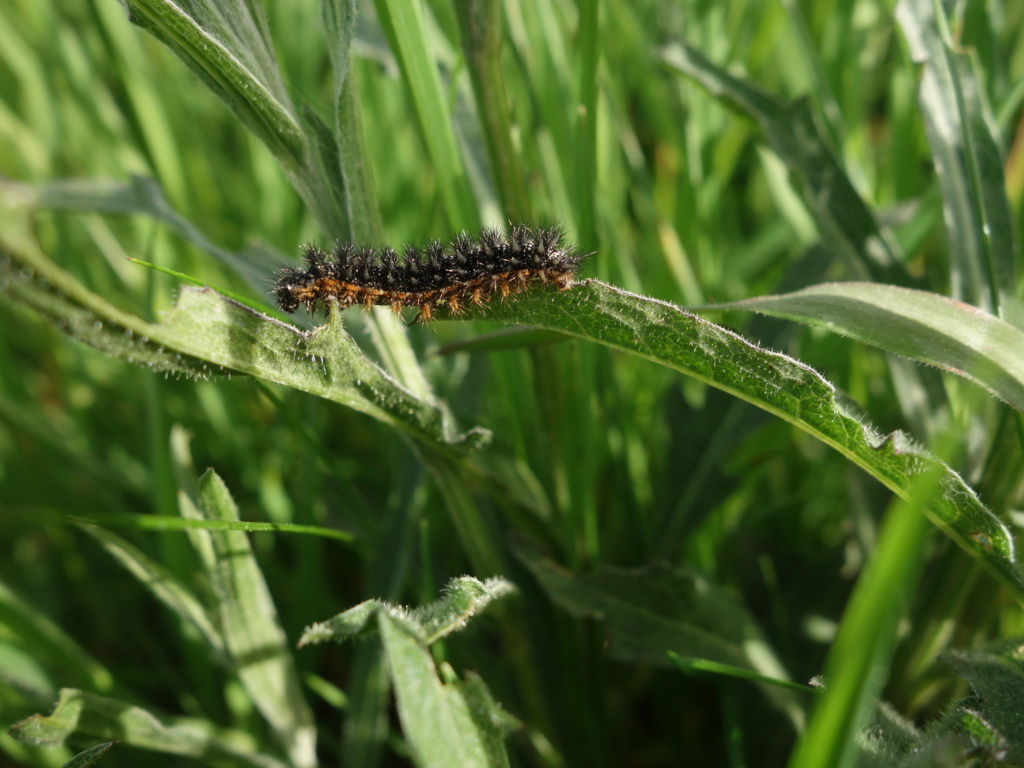 [Melitaea phoebe occitanica] Chenille de mélitée ? Dsc05712