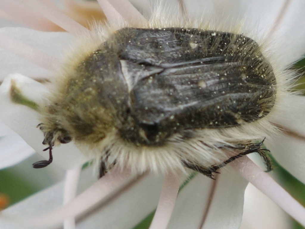 [Tropinota squalida] Tropinota hirta ? Dsc06116