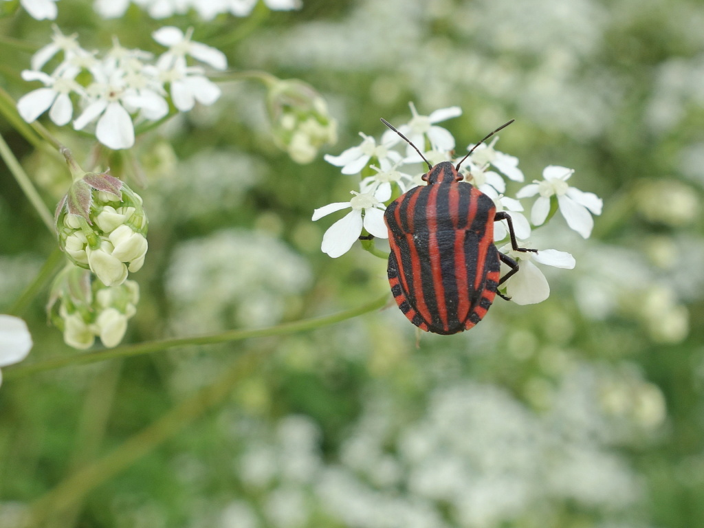 [Graphosoma italicum] Graphiosoma Dsc06615