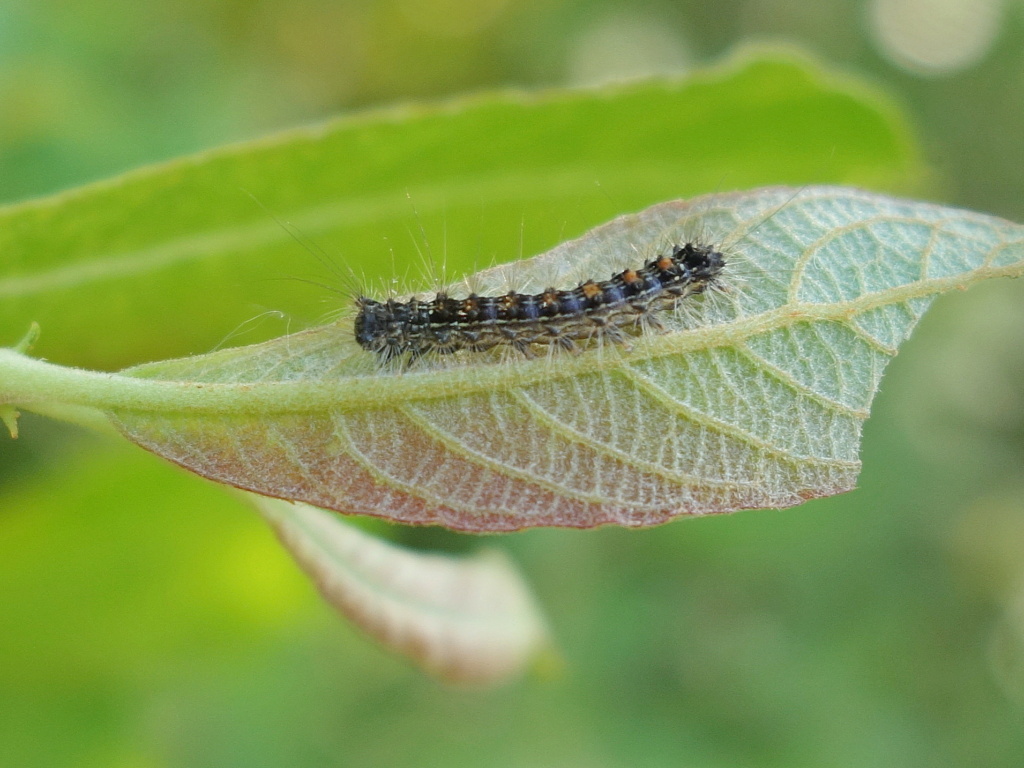 Sphrageidus chenille ? Dsc06910