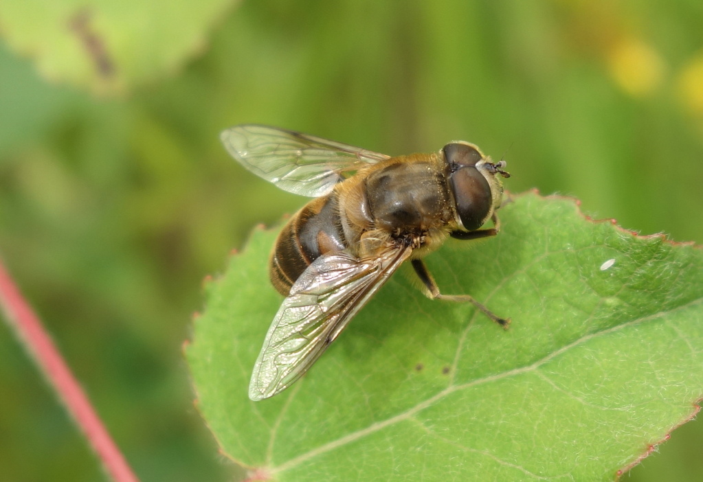 Syrphe mimant une abeille Dsc07212